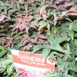 Nandina domestica 'Obsessed'