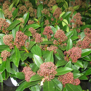 Skimmia japonica 'Rubella'