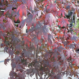 Acer palmatum "Fireglow"