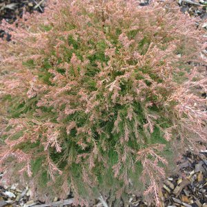 Thuya occidentalis 'Red Chief'