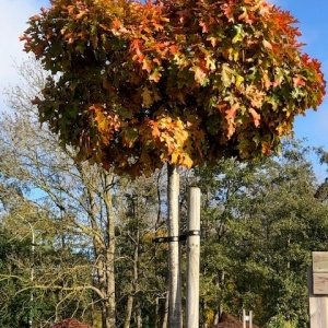 Quercus palustris 'Green Dwarf'