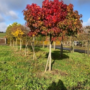 Jardisart - Pépinière - Liquidambar styraciflua 'Gumball'