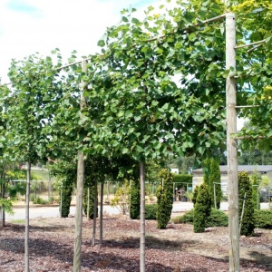 Tilia europea 'Pallida'