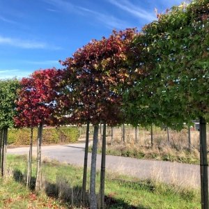 Jardisart - Pépinière - Liquidambar styraciflua palissé