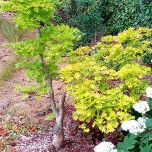 Jardisart - Pépinière - Acer jap. Aureum