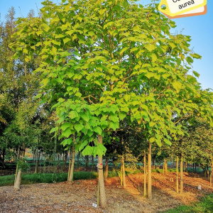 Catalpa bignonioides Aurea