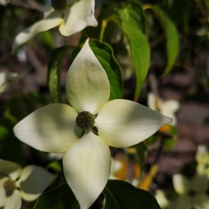 Cornus kousa 'Weisse Fontaine'