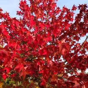 Jardisart - Pépinière - Acer rubrum 'October Glory'