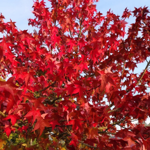 Acer rubrum 'October Glory'