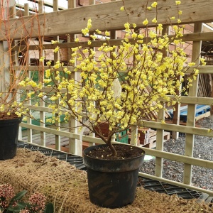 Corylopsis pauciflora