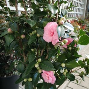 Camellia japonica