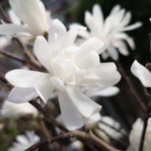 Jardisart - Pépinière - Magnolia stellata