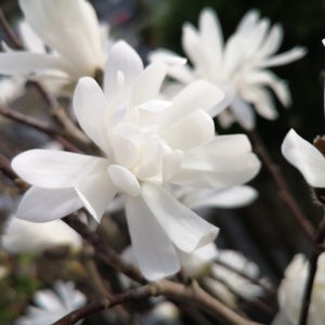 Magnolia stellata