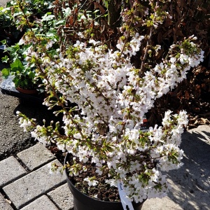 Prunus nipponica 'Brillant'