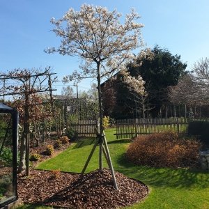 Amelanchier lamarckii