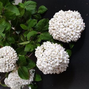 Viburnum carcephalum