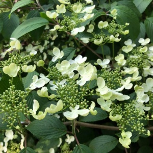 Viburnum plicatum 'Mariesii'