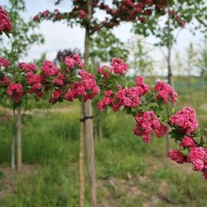 Jardisart - Pépinière - Crataegus laevigata 'Paul's Scarlet'