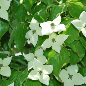 Cornus kousa 'Milky Way'