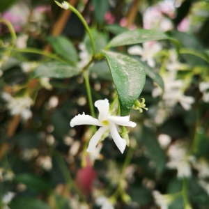 Trachelospermum jasminoides