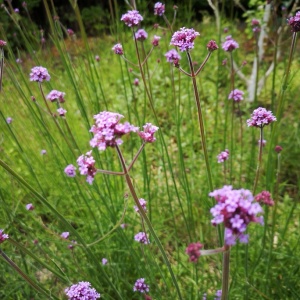 Jardisart - Pépinière - Verbena bonariensis