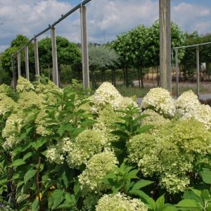 Hydrangea pan. 'Limelight'