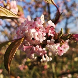 Jardisart - Pépinière - Viburnum bodnantense 'Dawn'