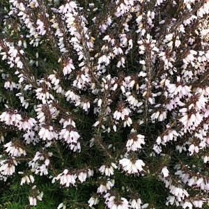 Erica carnea