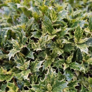 Osmanthus heterophyllus 'Tricolor'