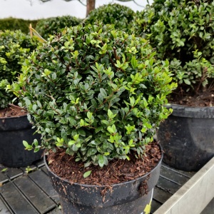 Ilex crenata 'Dark Green'