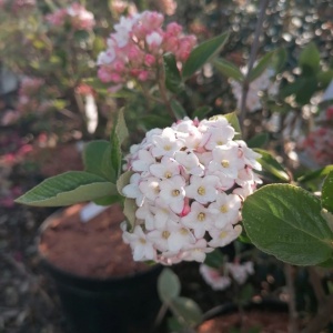 Jardisart - Pépinière - Viburnum Burkwoodii