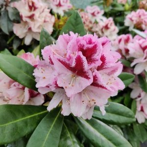 Rhododendron