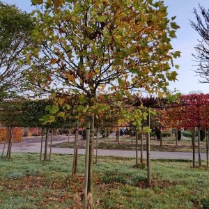 Jardisart - Pépinière - Platanus hispanica 'Alphen's Globe'