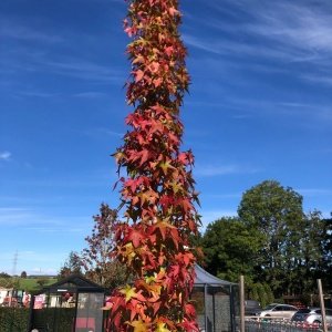 Liquidambar styr. 'Splender Silhouette'