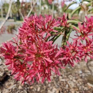 Heptacodium miconioides