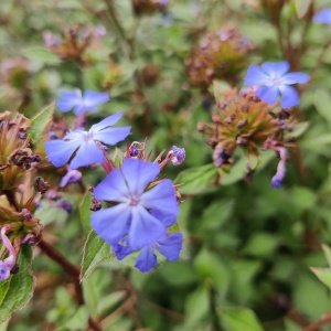 Ceratostigma wilmottianum