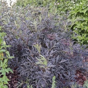 Sambucus Black Lace