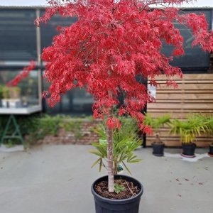 Jardisart - Pépinière - Acer dissectum 'Flavenscens'
